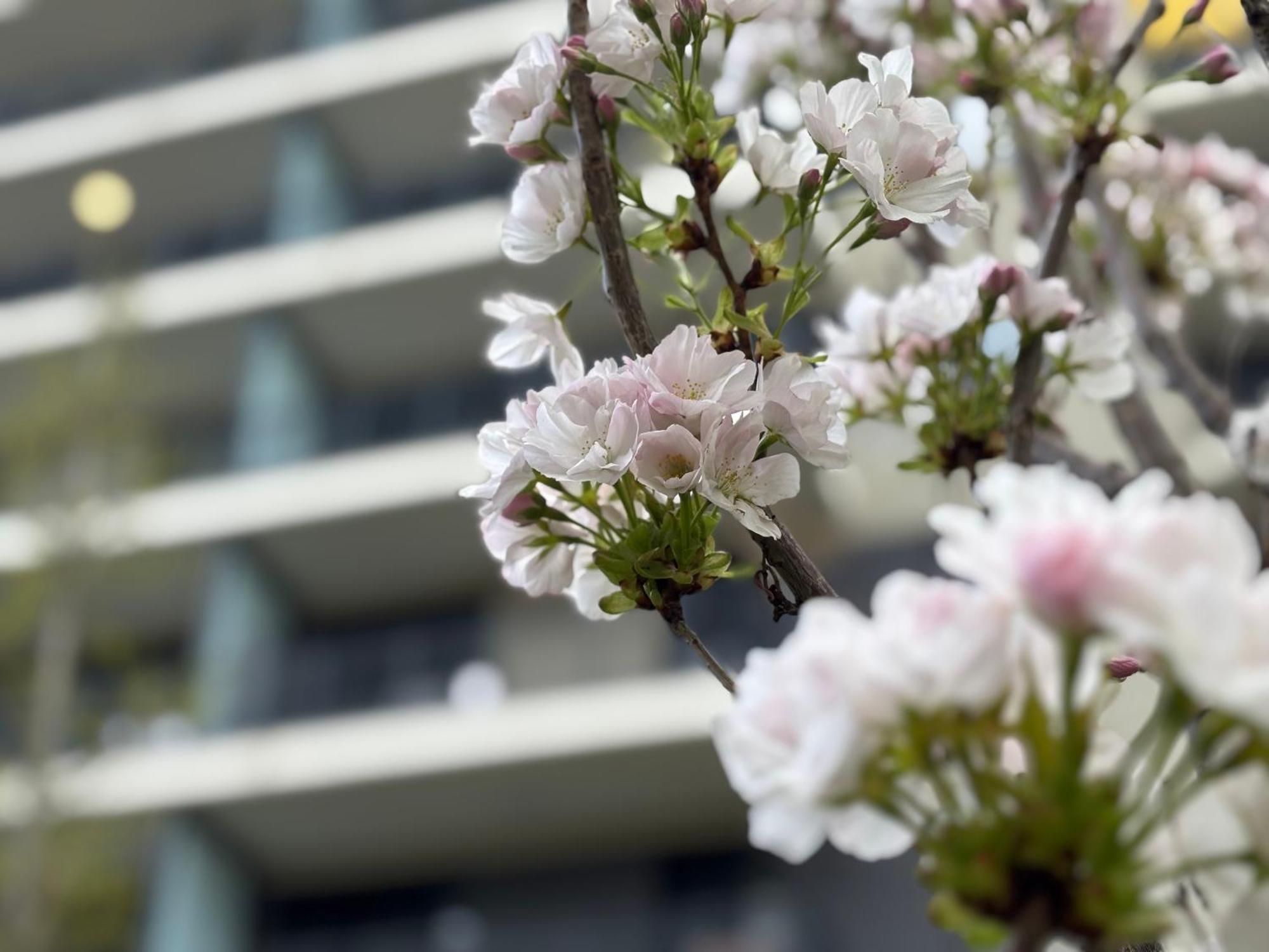 Japandi Studio Apartment, Free Parking Budapest Exterior photo
